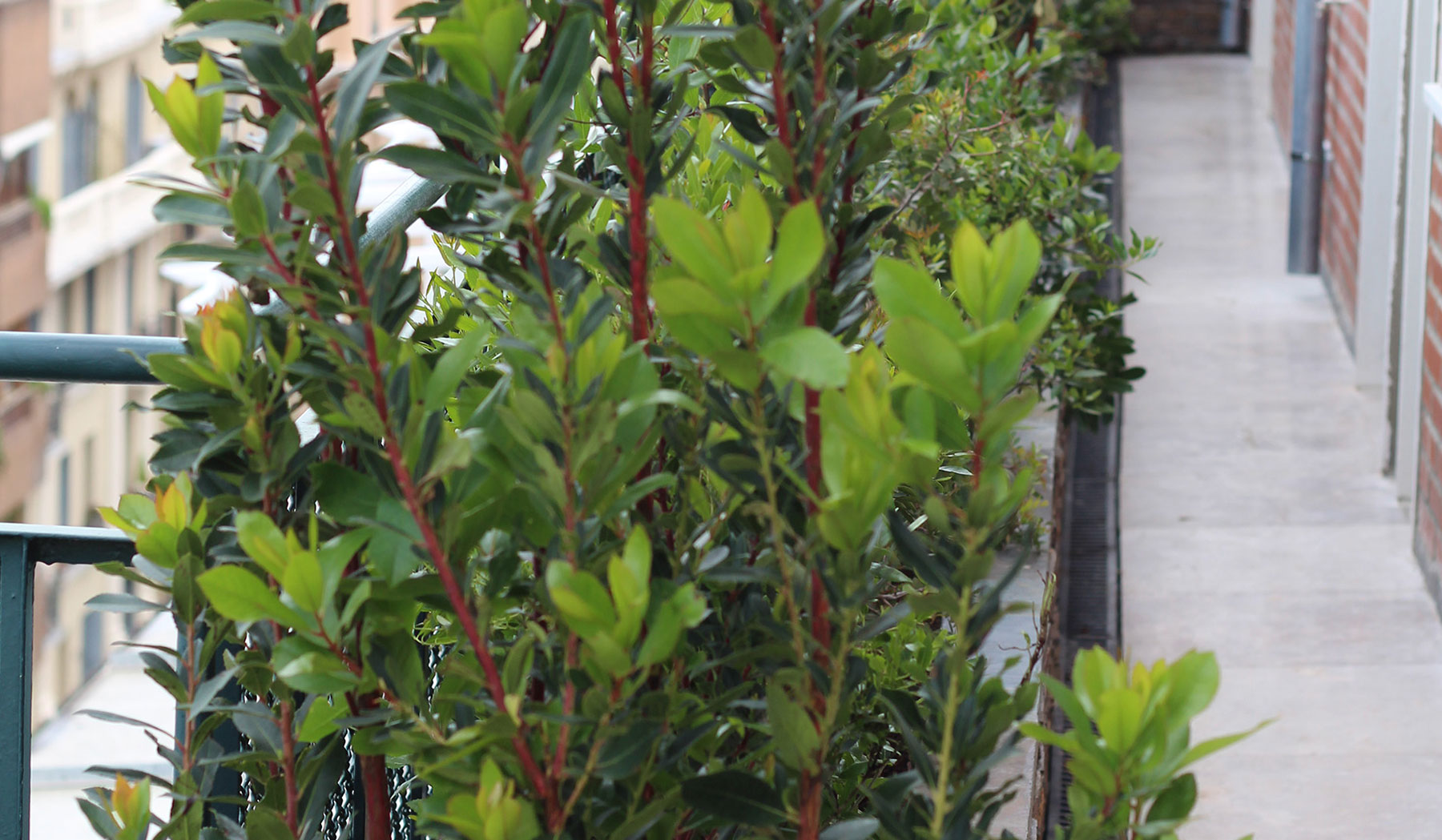 Arbustos perennifolios para estructura y privacidad en el jardín.