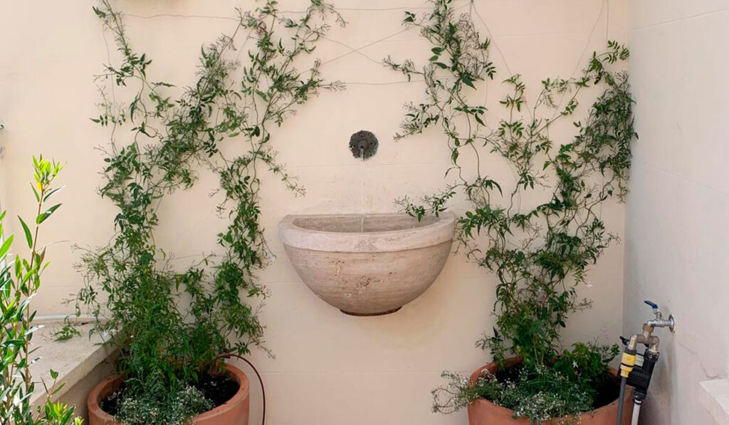 Fuente de piedra de pared con planta trepadora aromática.