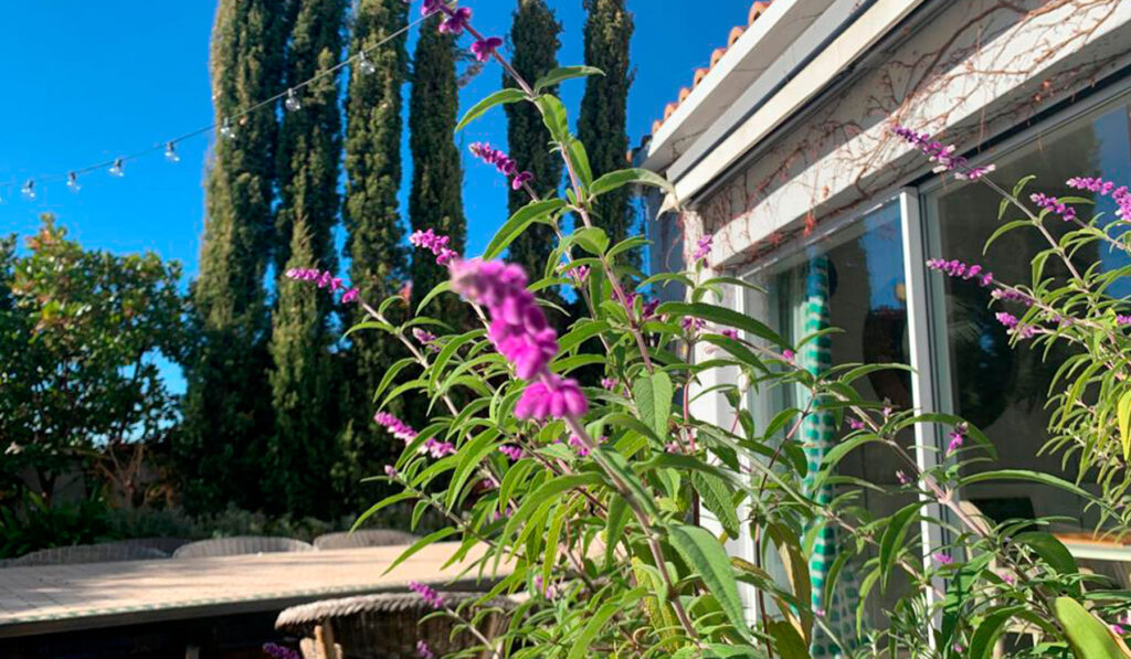 Detalle de flores púrpuras en jardín con diseño Feng Shui.