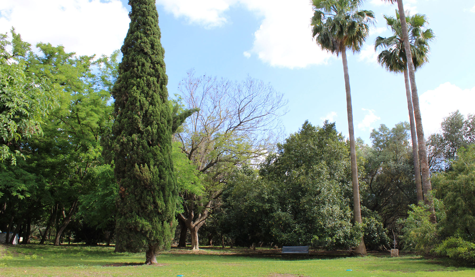 Cipreses y pradera verde en diseño de jardín clásico renovado.