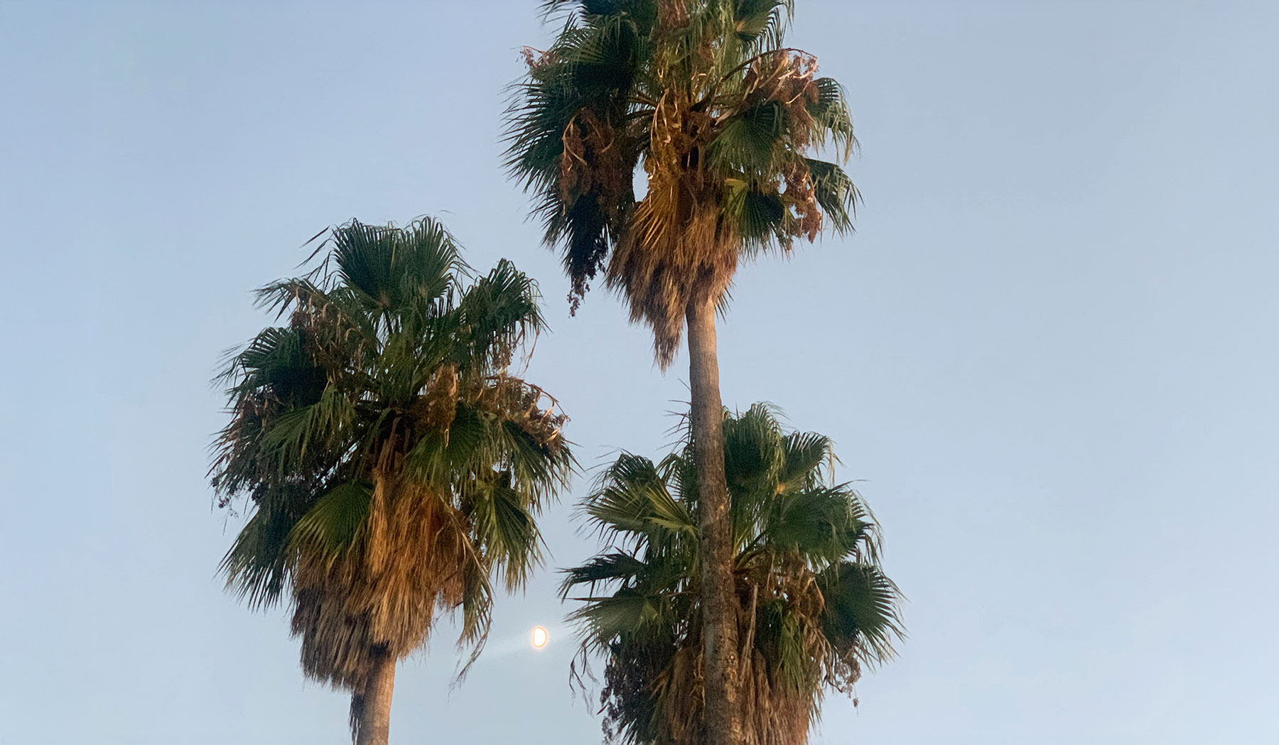 Palmeras y árboles tropicales en diseño de jardín en Madrid.