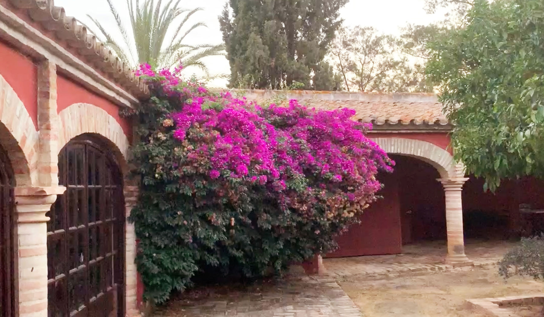 Buganvilla fucsia cubriendo muro en patio exterior.