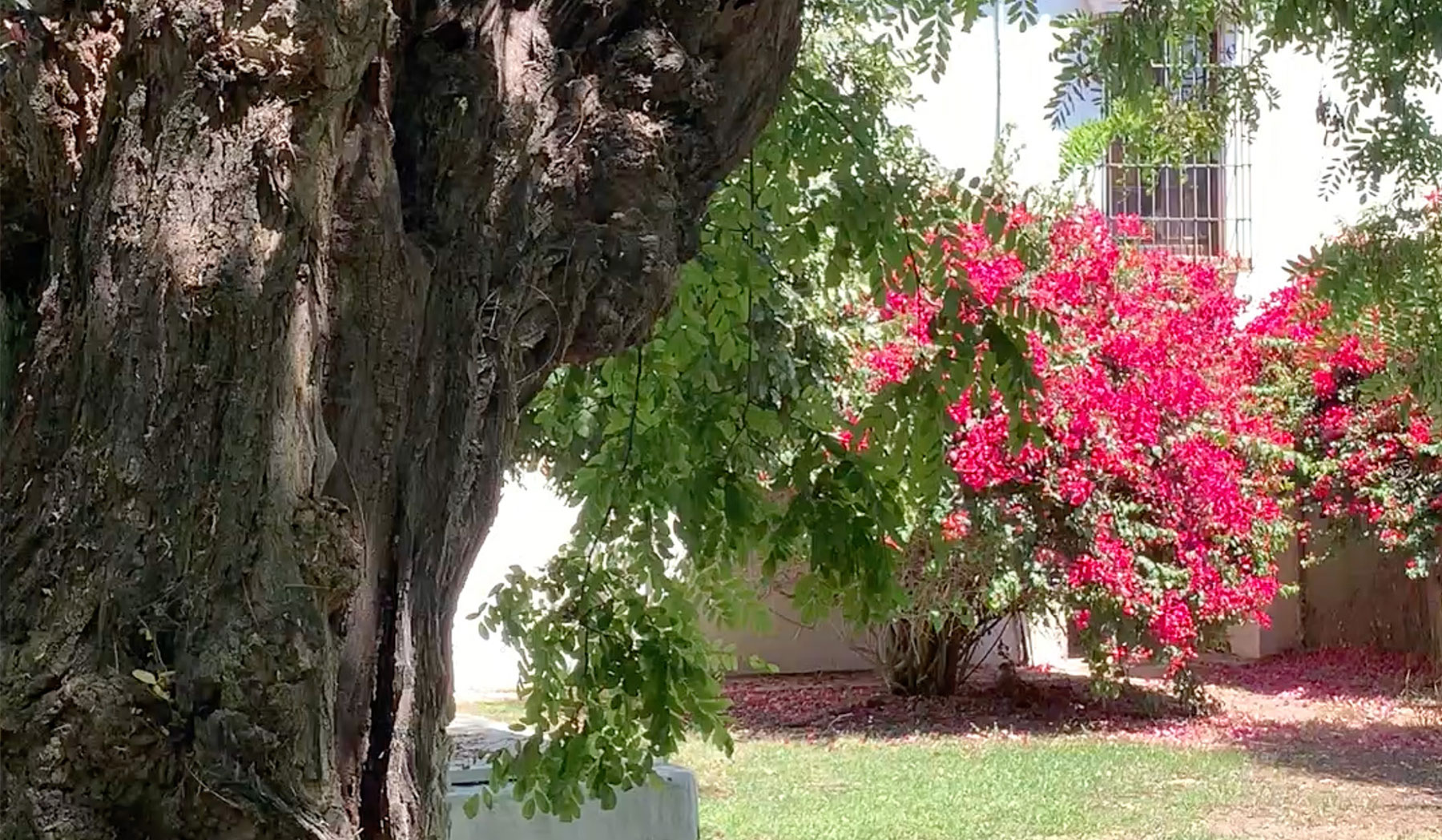 Tronco de árbol antiguo integrado en diseño de jardín.