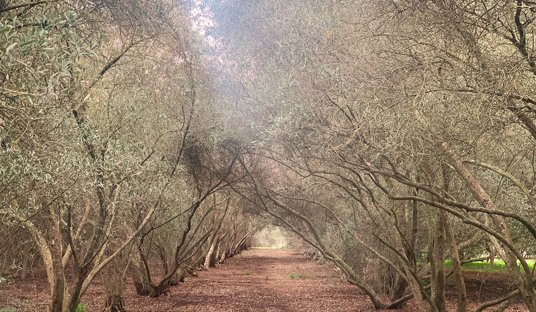 Paseo de árboles formando un túnel vegetal de sombra.