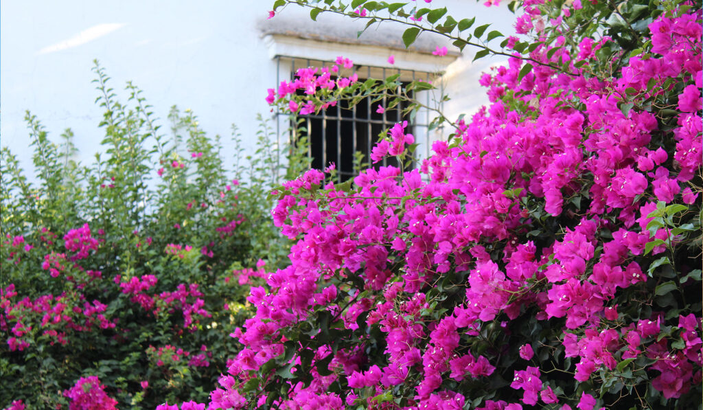 Buganvilla fucsia en cascada para decoración de muros exteriores.