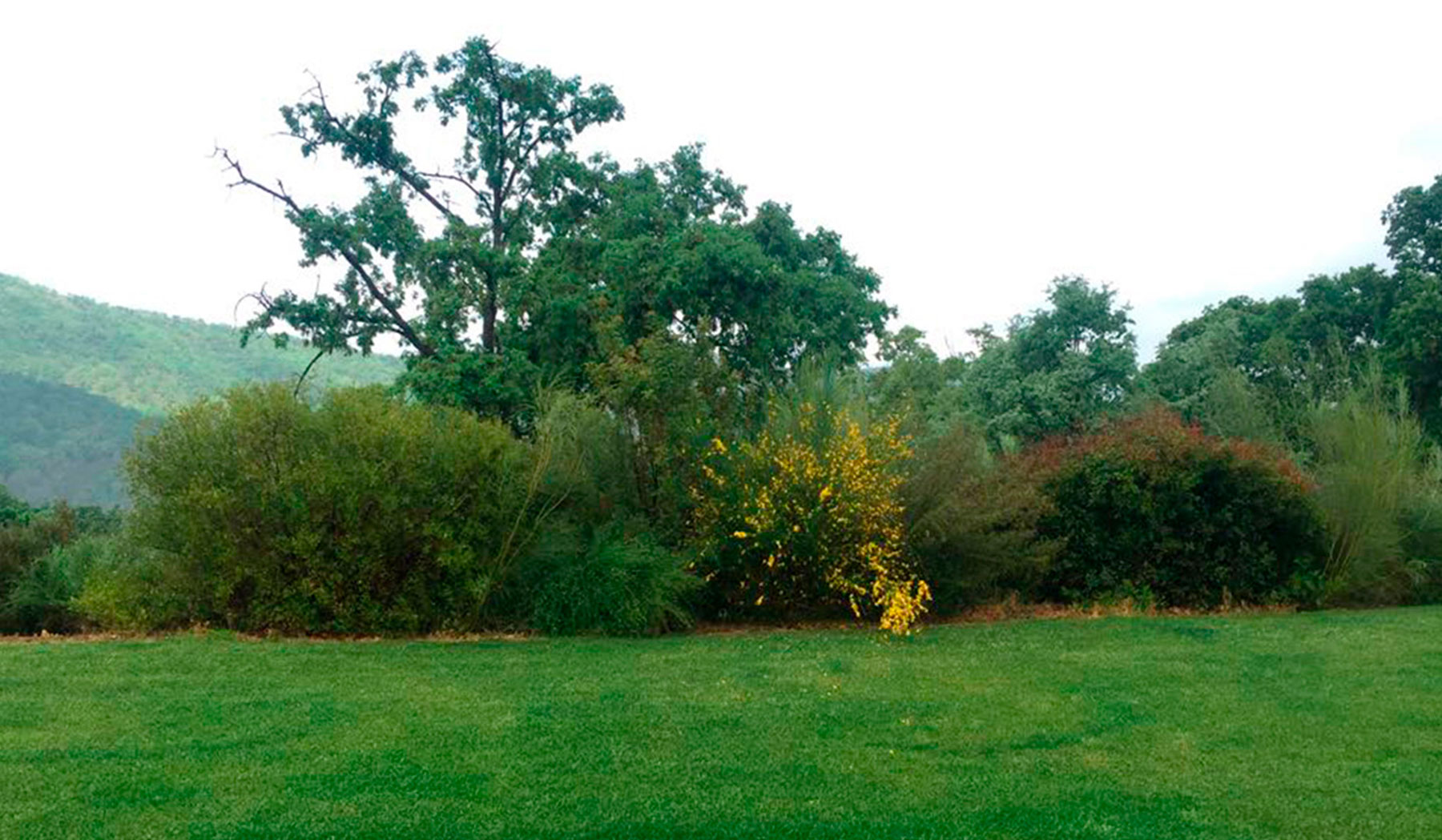 Vista de jardín con colinas y vegetación autóctona de fondo.