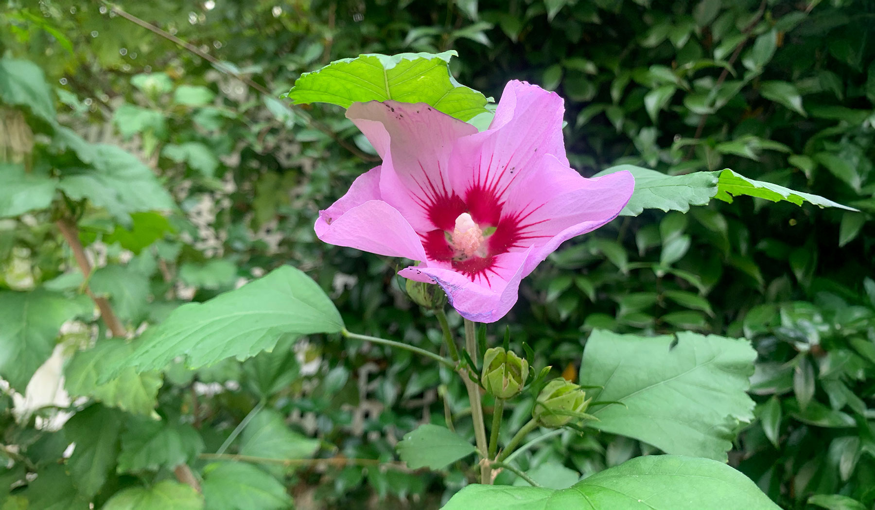 Hibisco en flor para jardín con biodiversidad y color.