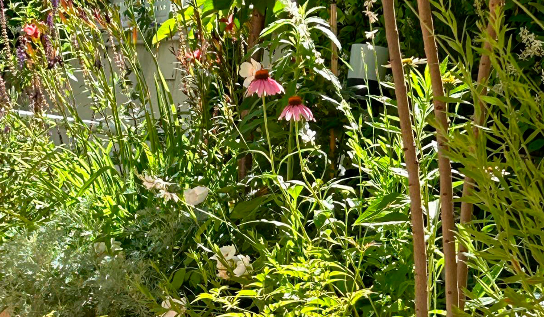 Flores rosadas integradas en diseño de jardín sostenible.