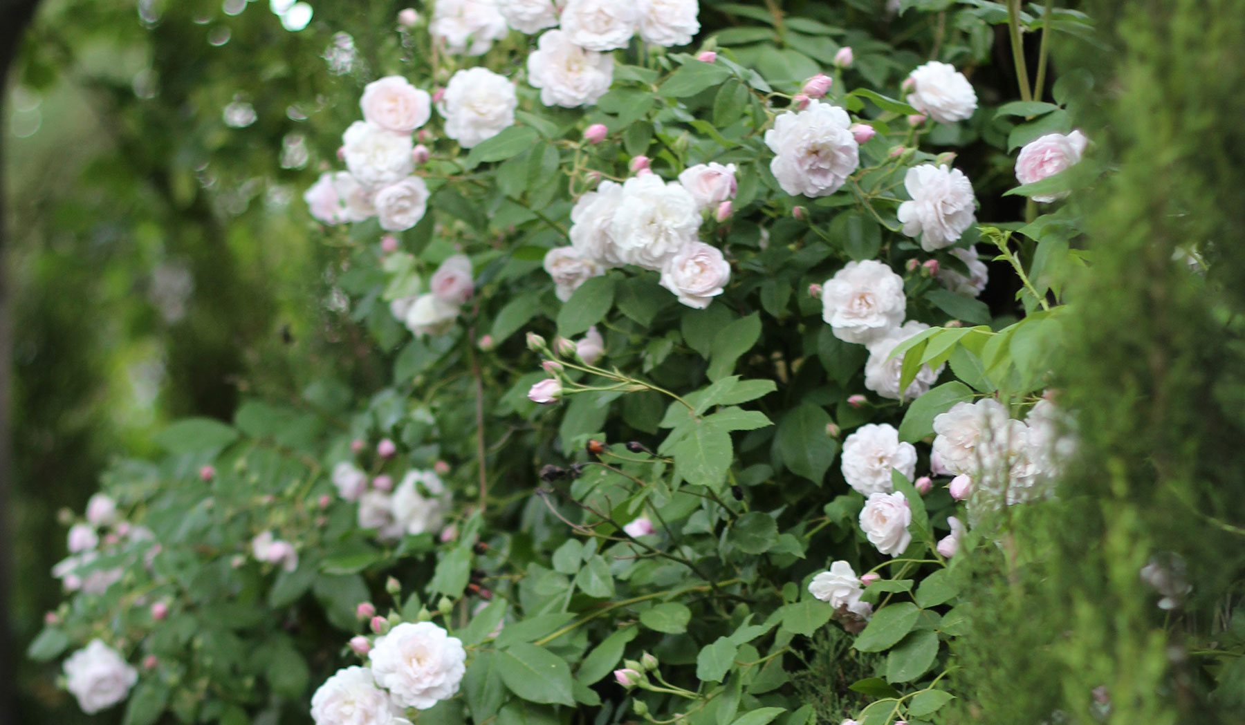 Rosas blancas trepadoras en celosía de madera.