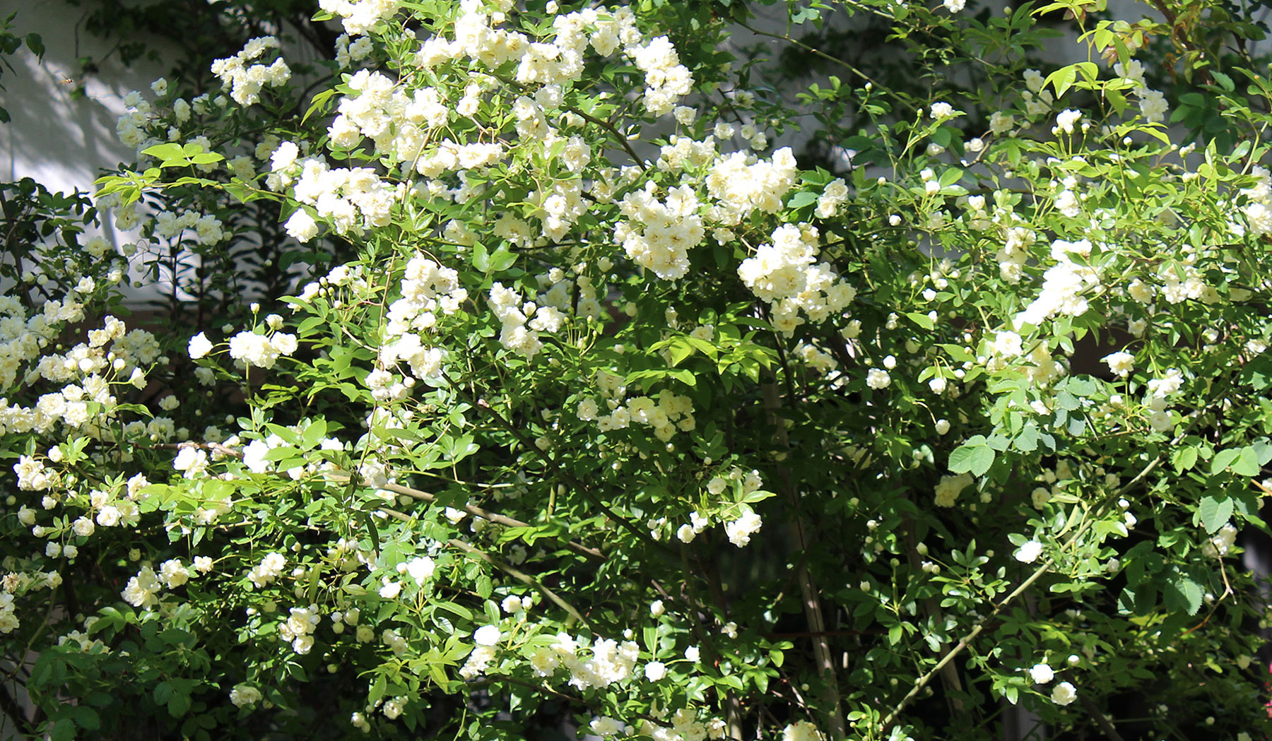 Rosas blancas en plena floración para jardín romántico.