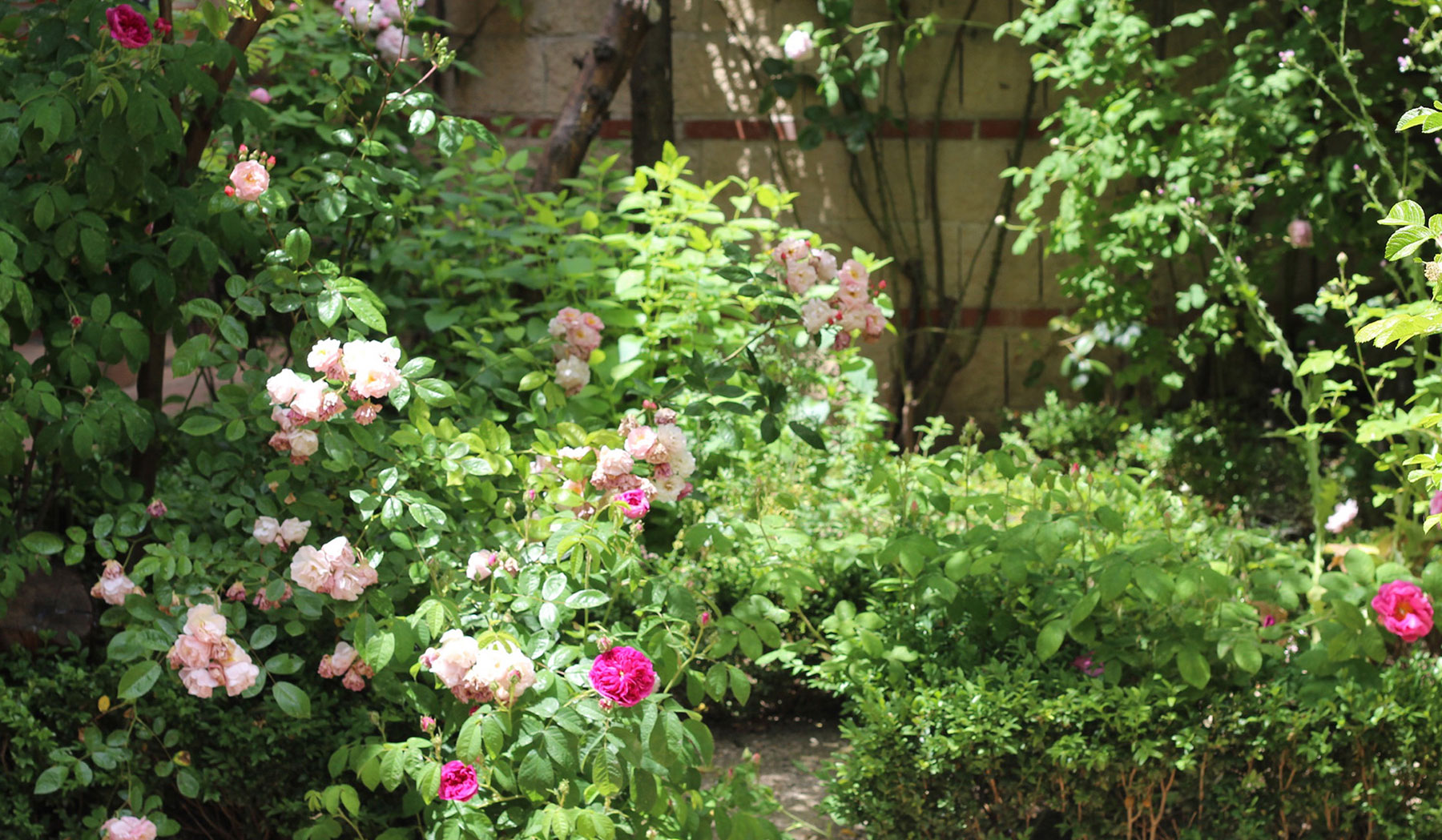Detalle de rosas blancas y rosadas en arbusto de jardín.
