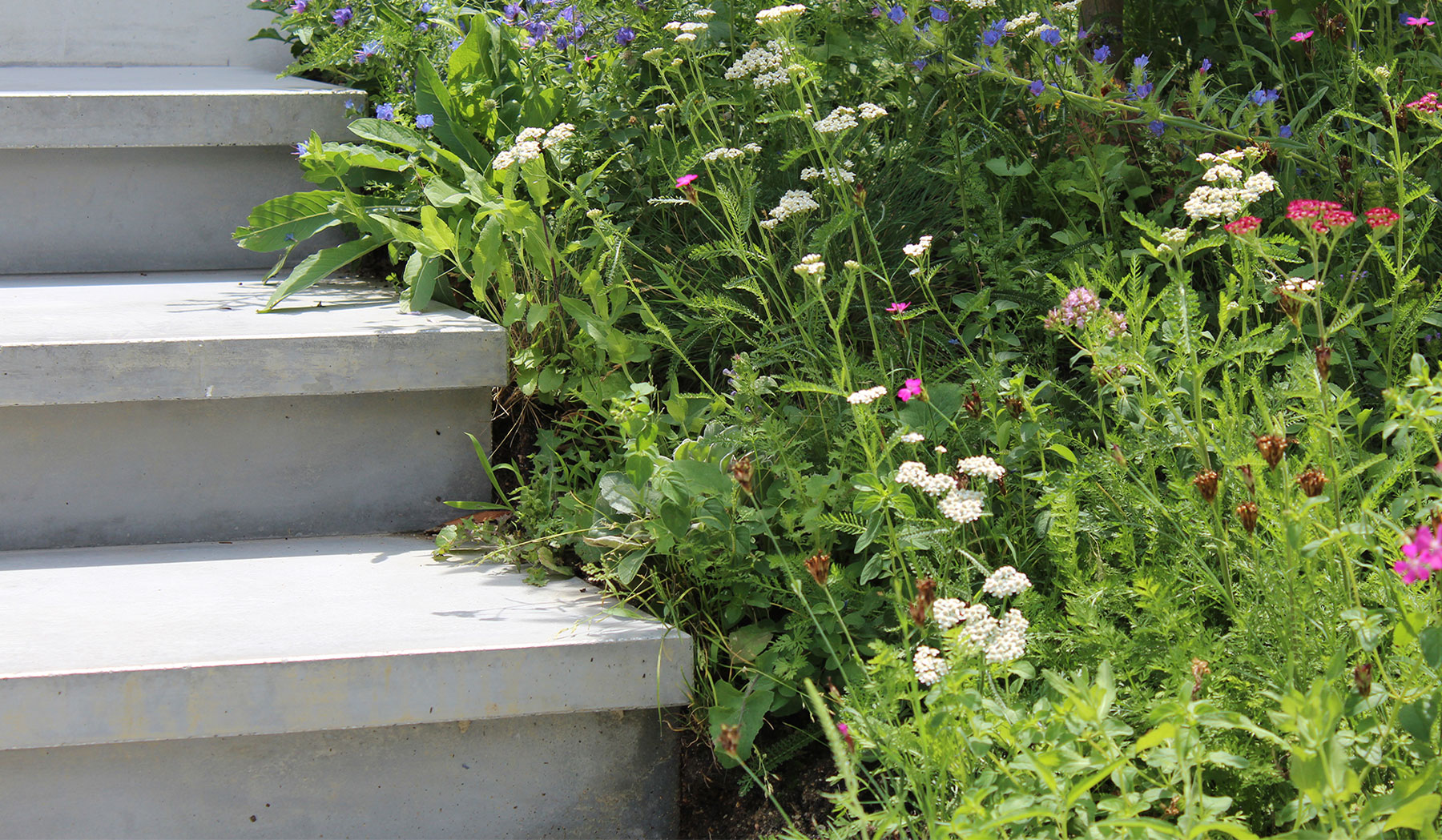 Peldaños de hormigón en jardín moderno con plantas tapizantes.