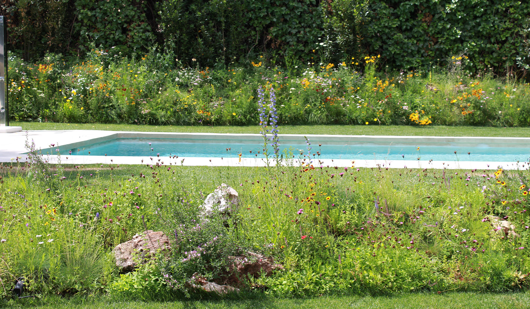 Pradera natural con flores amarillas y blancas en primavera.