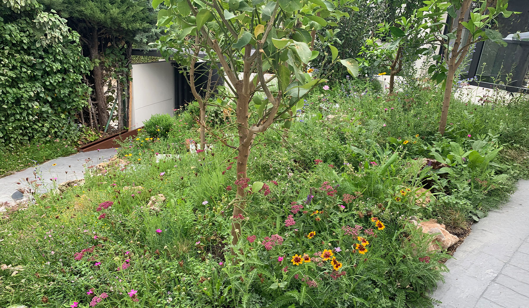 Paisajismo con árboles frutales y vegetación espontánea.