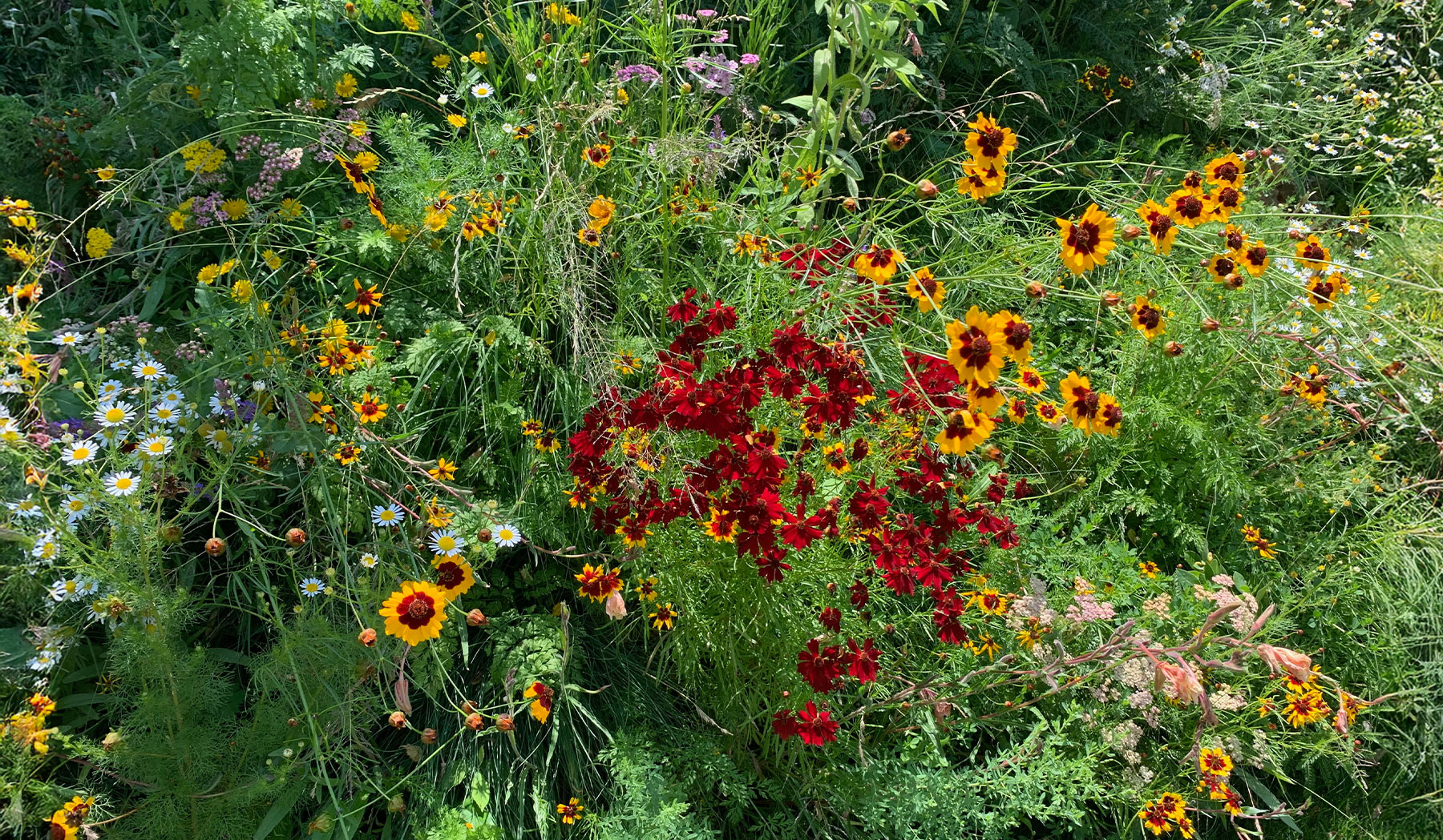 Macizo de flores rojas y amarillas para dar ritmo al jardín.