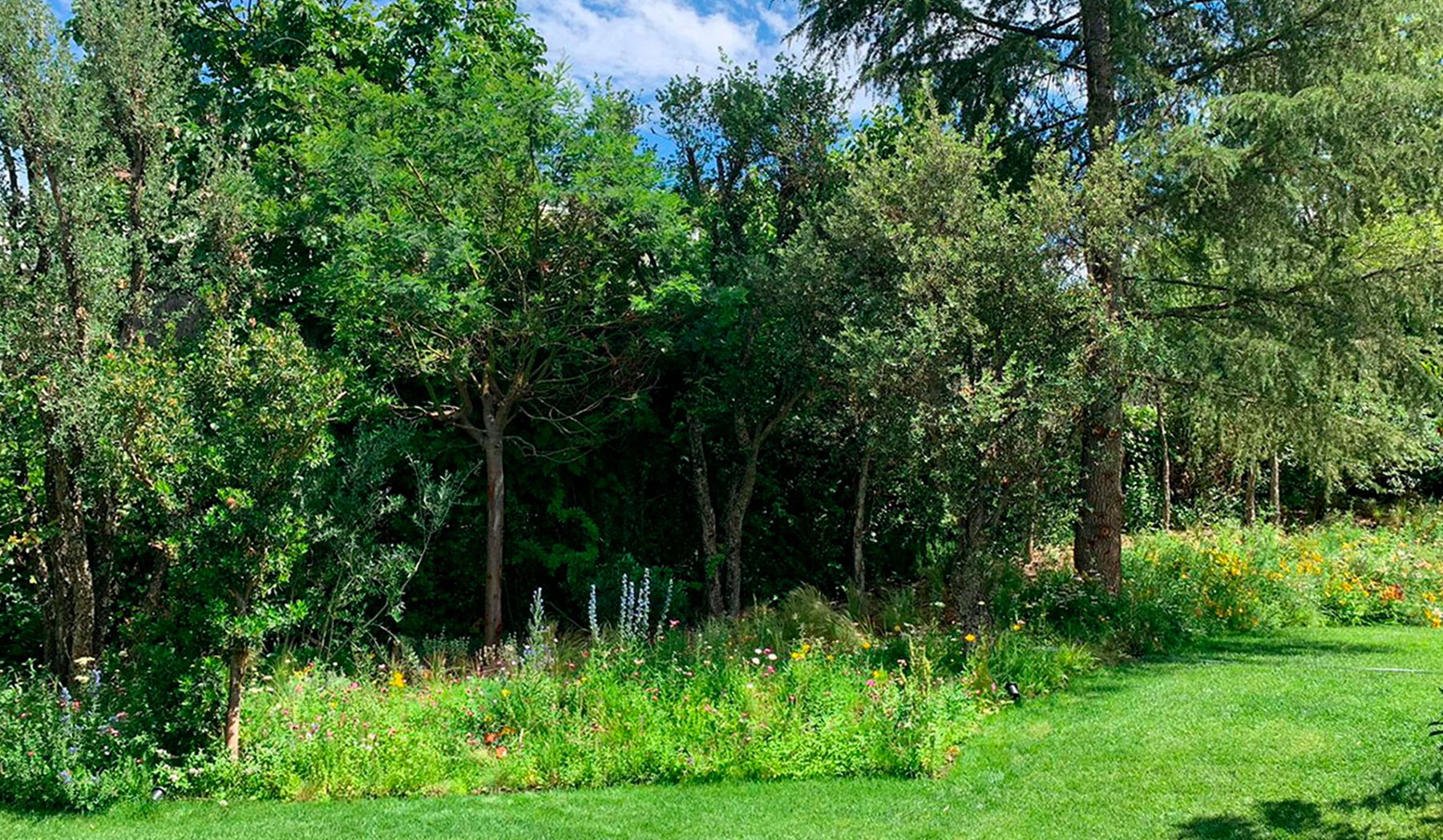 Vista de jardín sombreado con árboles maduros y césped cuidado.