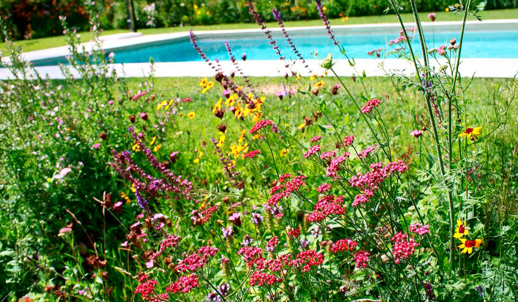 Detalle de pradera floral con cosmos y flores amarillas.