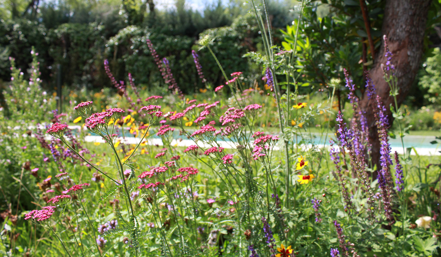 Flores silvestres en tonos malva para jardín de bajo consumo hídrico.