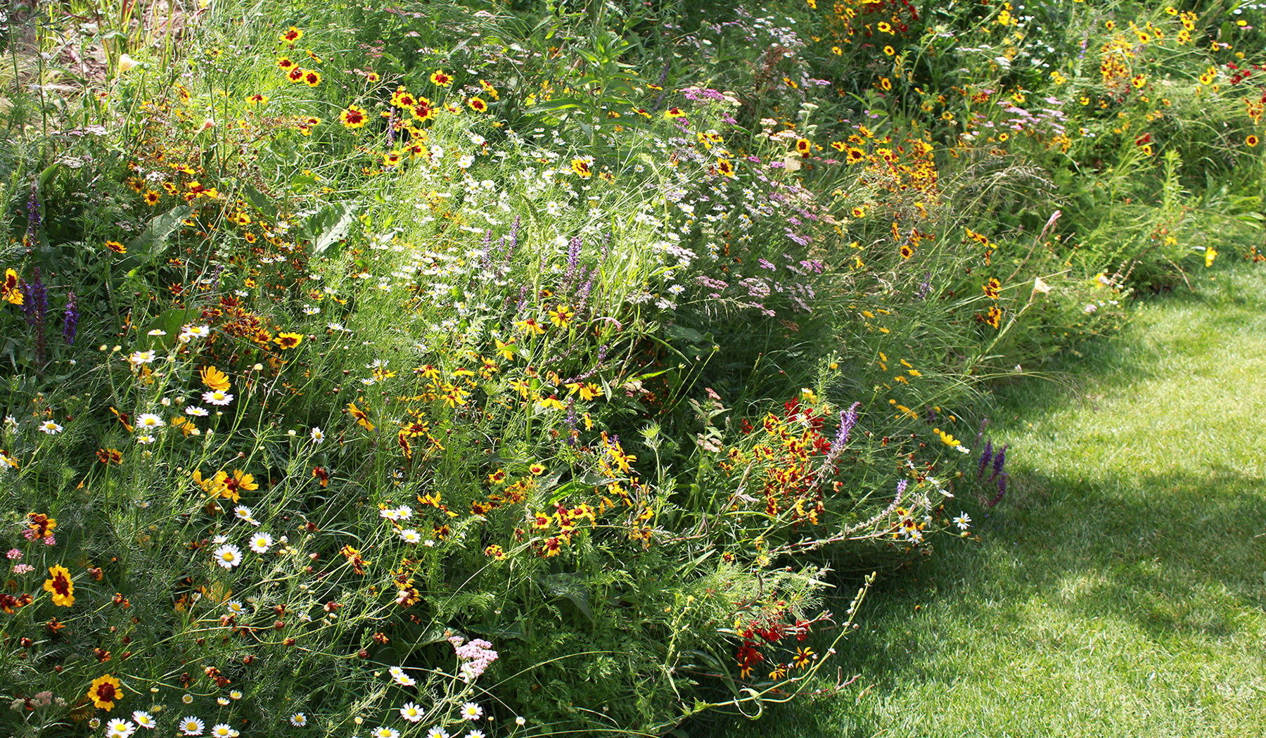 Pradera de flores silvestres para fomentar la biodiversidad en el hogar.